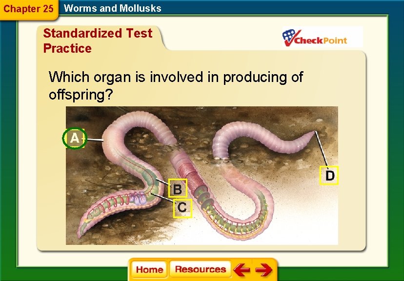 Chapter 25 Worms and Mollusks Standardized Test Practice Which organ is involved in producing