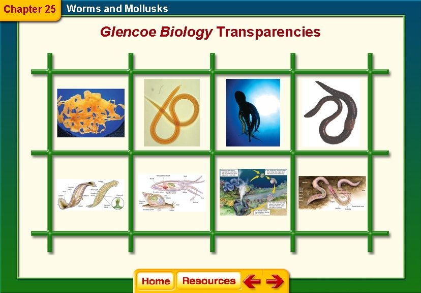 Chapter 25 Worms and Mollusks Glencoe Biology Transparencies 