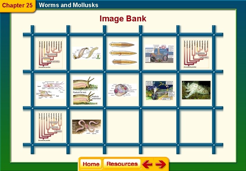 Chapter 25 Worms and Mollusks Image Bank 