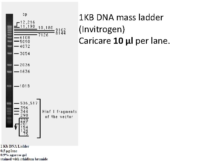 1 KB DNA mass ladder (Invitrogen) Caricare 10 µl per lane. 