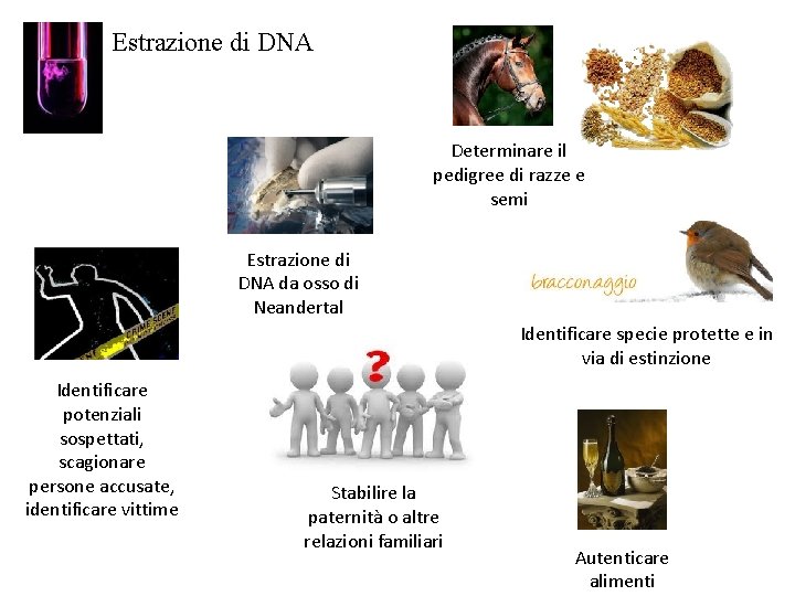 Estrazione di DNA Determinare il pedigree di razze e semi Estrazione di DNA da