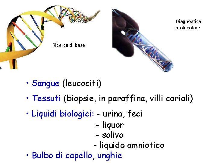 Diagnostica molecolare Ricerca di base • Sangue (leucociti) • Tessuti (biopsie, in paraffina, villi