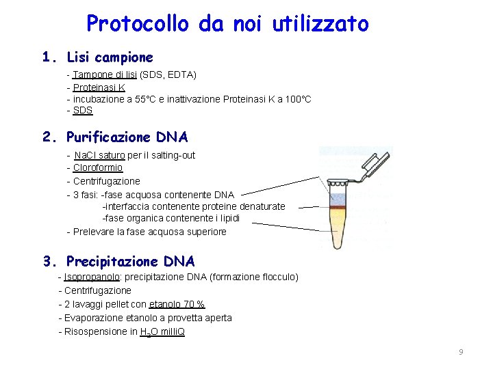 Protocollo da noi utilizzato 1. Lisi campione - Tampone di lisi (SDS, EDTA) -