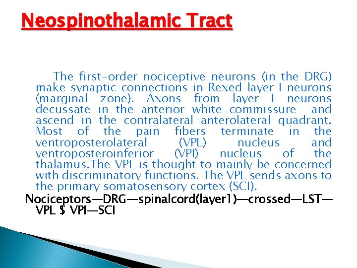 Neospinothalamic Tract The first-order nociceptive neurons (in the DRG) make synaptic connections in Rexed