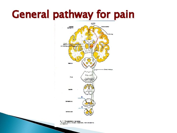 General pathway for pain 