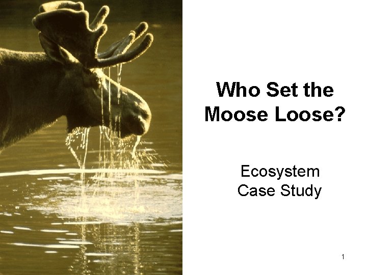 Who Set the Moose Loose? Ecosystem Case Study 1 