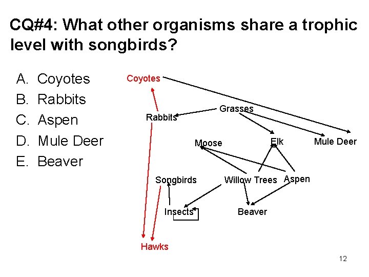 CQ#4: What other organisms share a trophic level with songbirds? A. B. C. D.