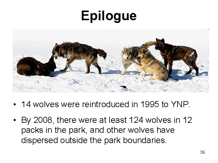 Epilogue • 14 wolves were reintroduced in 1995 to YNP. • By 2008, there