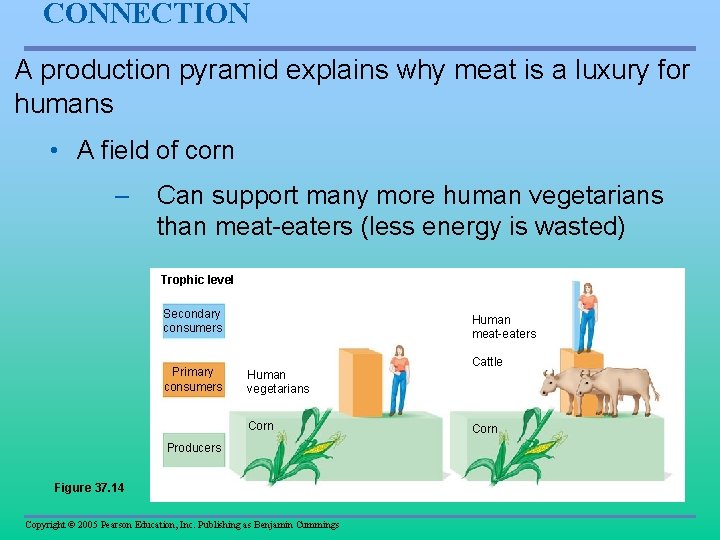 CONNECTION A production pyramid explains why meat is a luxury for humans • A