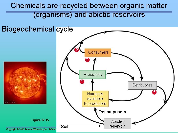 Chemicals are recycled between organic matter (organisms) and abiotic reservoirs Biogeochemical cycle 3 Consumers