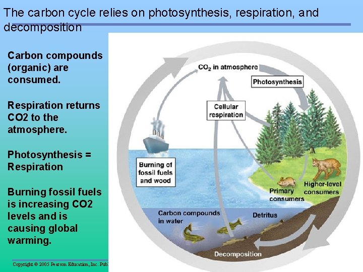 The carbon cycle relies on photosynthesis, respiration, and decomposition Carbon compounds (organic) are consumed.