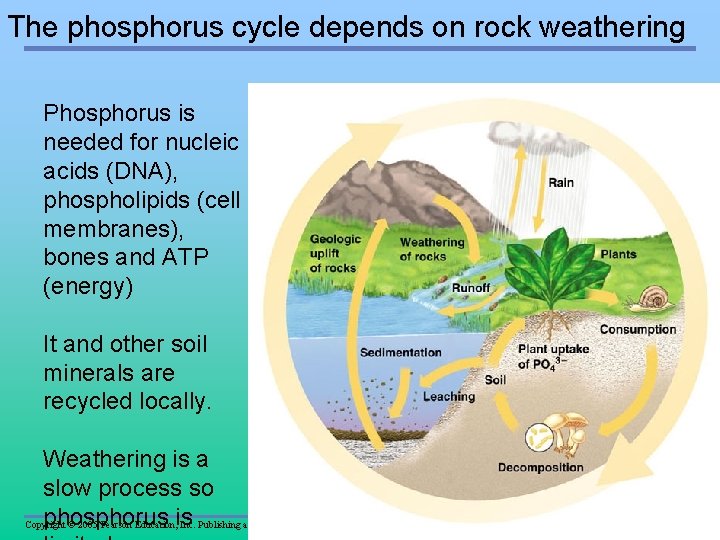 The phosphorus cycle depends on rock weathering Phosphorus is needed for nucleic acids (DNA),