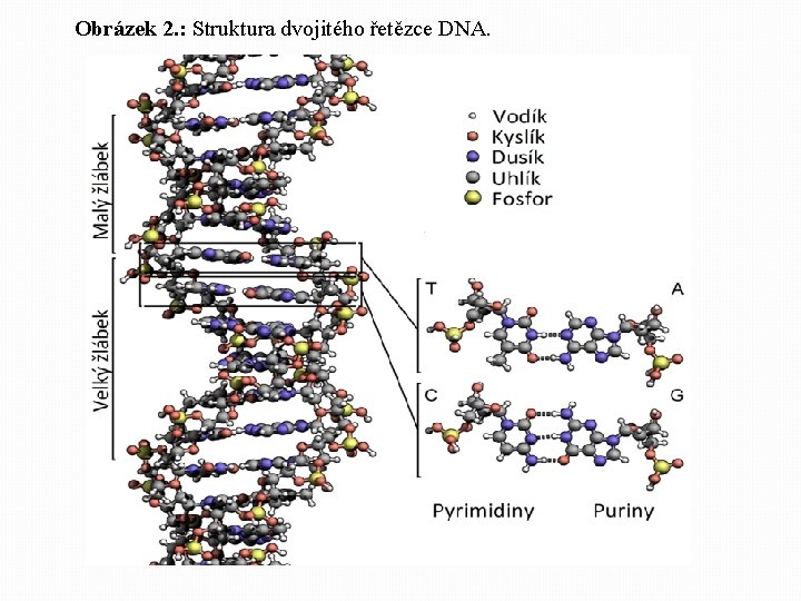 Obrázek 2. : Struktura dvojitého řetězce DNA. 