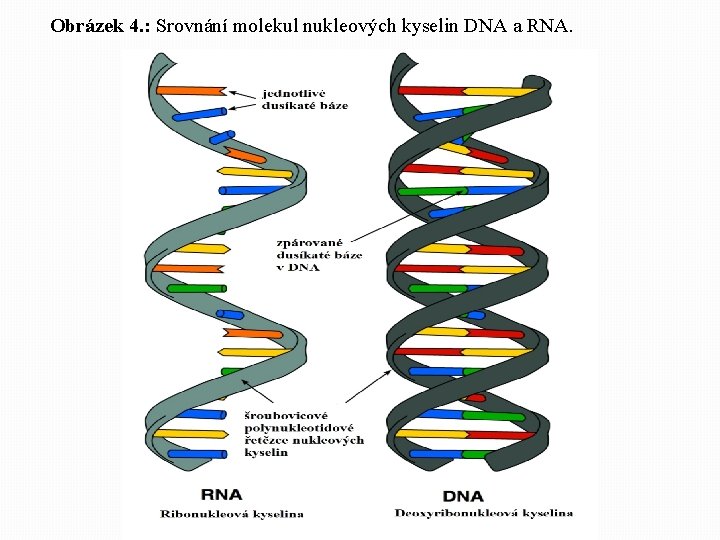 Obrázek 4. : Srovnání molekul nukleových kyselin DNA a RNA. 