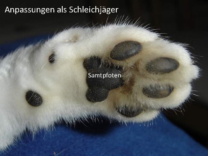 Anpassungen als Schleichjäger Samtpfoten 