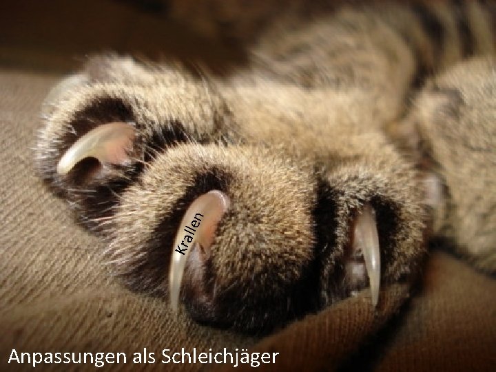 llen Kra Anpassungen als Schleichjäger 