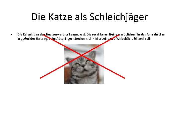 Die Katze als Schleichjäger • Die Katze ist an den Beuteerwerb gut angepasst. Die