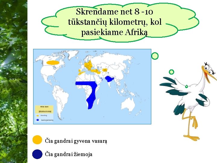 Skrendame net 8 -10 tūkstančių kilometrų, kol pasiekiame Afriką Čia gandrai gyvena vasarą Free