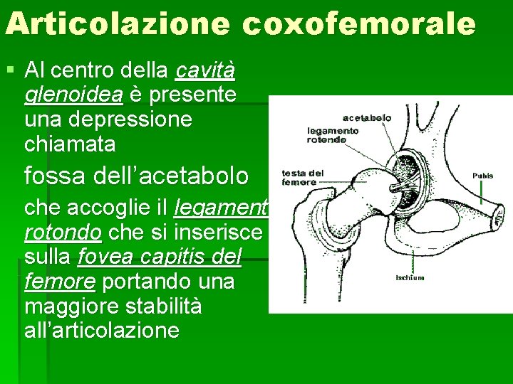 Articolazione coxofemorale § Al centro della cavità glenoidea è presente una depressione chiamata fossa