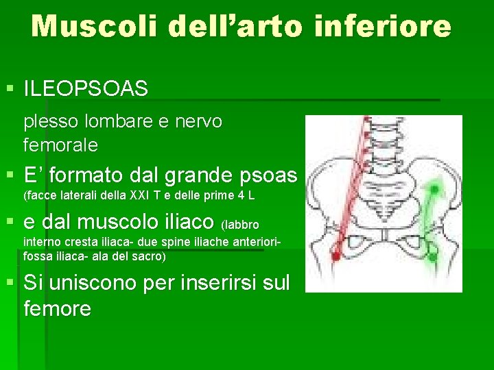 Muscoli dell’arto inferiore § ILEOPSOAS plesso lombare e nervo femorale § E’ formato dal