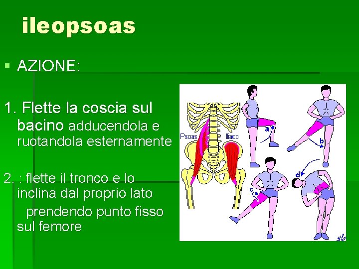 ileopsoas § AZIONE: 1. Flette la coscia sul bacino adducendola e ruotandola esternamente 2.