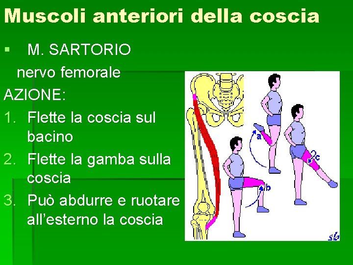 Muscoli anteriori della coscia § M. SARTORIO nervo femorale AZIONE: 1. Flette la coscia