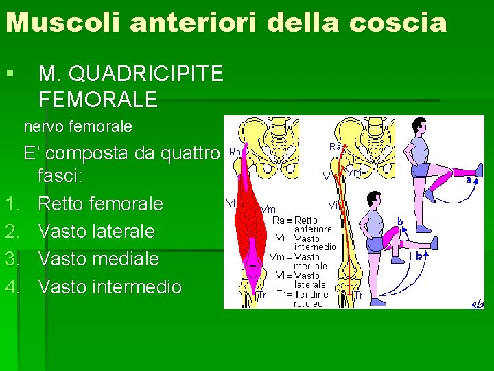 Muscoli anteriori della coscia § M. QUADRICIPITE FEMORALE nervo femorale E’ composta da quattro