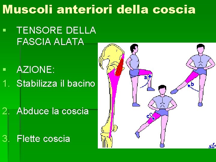 Muscoli anteriori della coscia § TENSORE DELLA FASCIA ALATA § AZIONE: 1. Stabilizza il