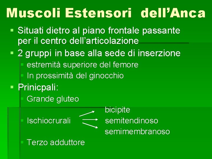 Muscoli Estensori dell’Anca § Situati dietro al piano frontale passante per il centro dell’articolazione