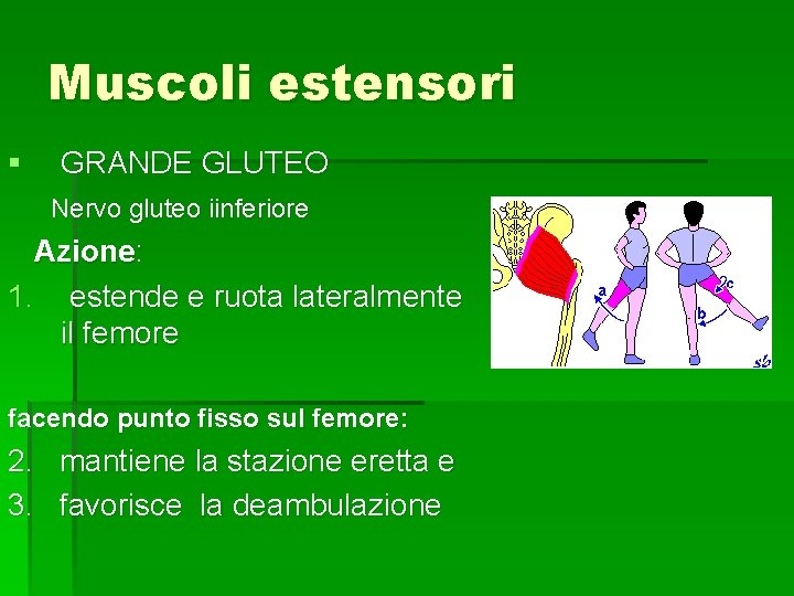 Muscoli estensori § GRANDE GLUTEO Nervo gluteo iinferiore Azione: 1. estende e ruota lateralmente