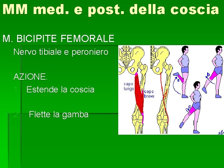 MM med. e post. della coscia M. BICIPITE FEMORALE Nervo tibiale e peroniero AZIONE.