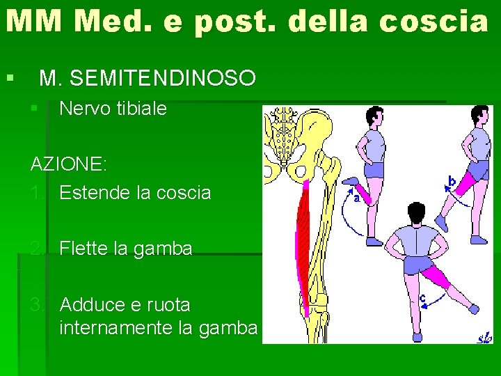 MM Med. e post. della coscia § M. SEMITENDINOSO § Nervo tibiale AZIONE: 1.