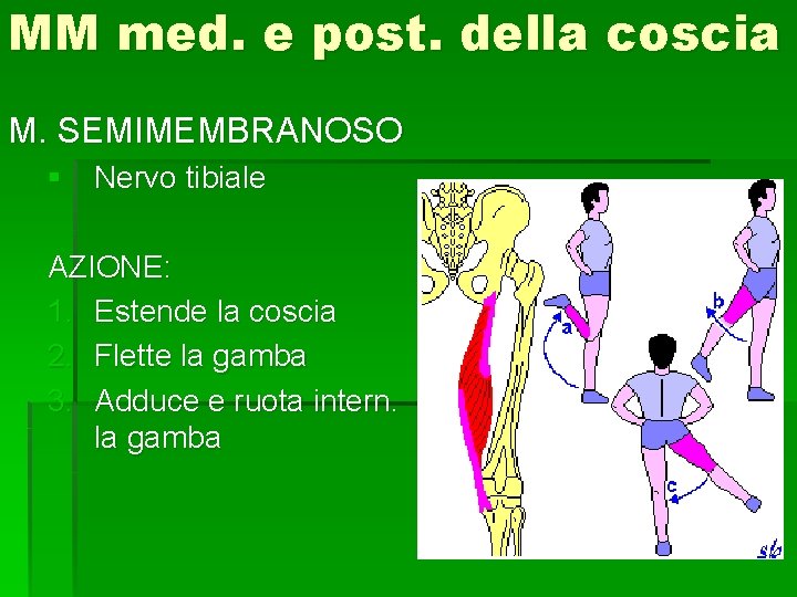 MM med. e post. della coscia M. SEMIMEMBRANOSO § Nervo tibiale AZIONE: 1. Estende