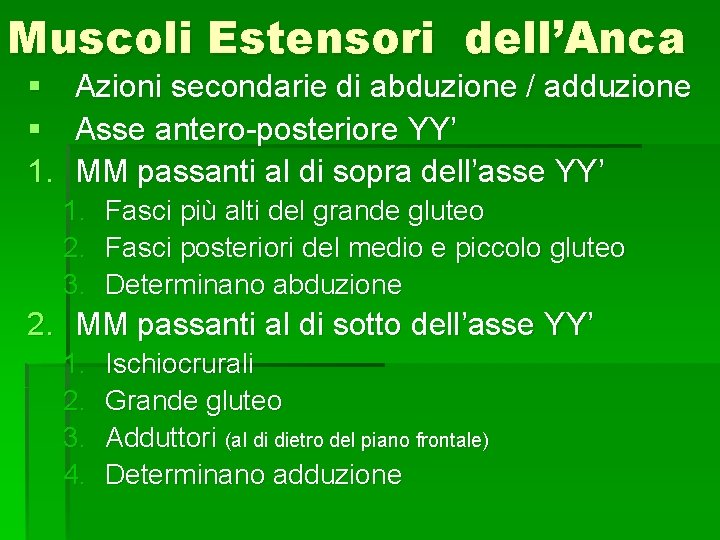 Muscoli Estensori dell’Anca § § 1. Azioni secondarie di abduzione / adduzione Asse antero-posteriore