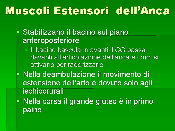 Muscoli Estensori dell’Anca § Stabilizzano il bacino sul piano anteroposteriore § Il bacino bascula