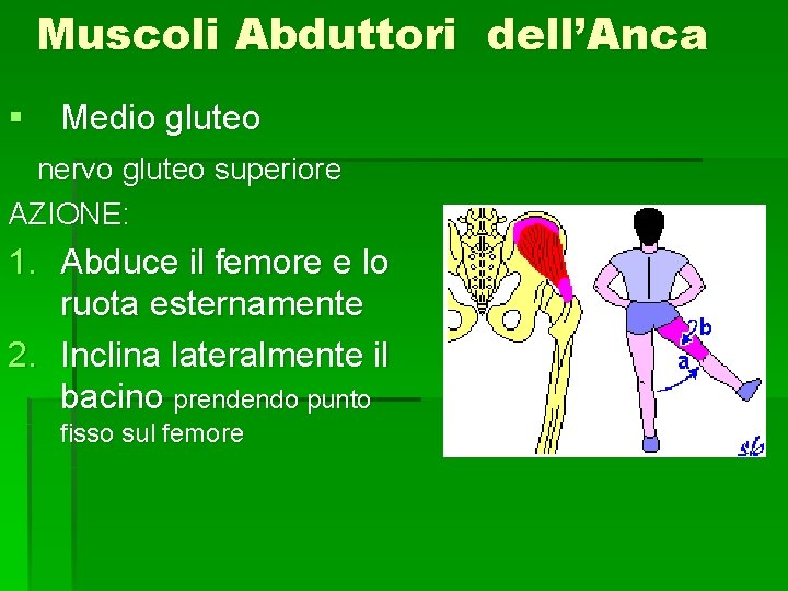 Muscoli Abduttori dell’Anca § Medio gluteo nervo gluteo superiore AZIONE: 1. Abduce il femore