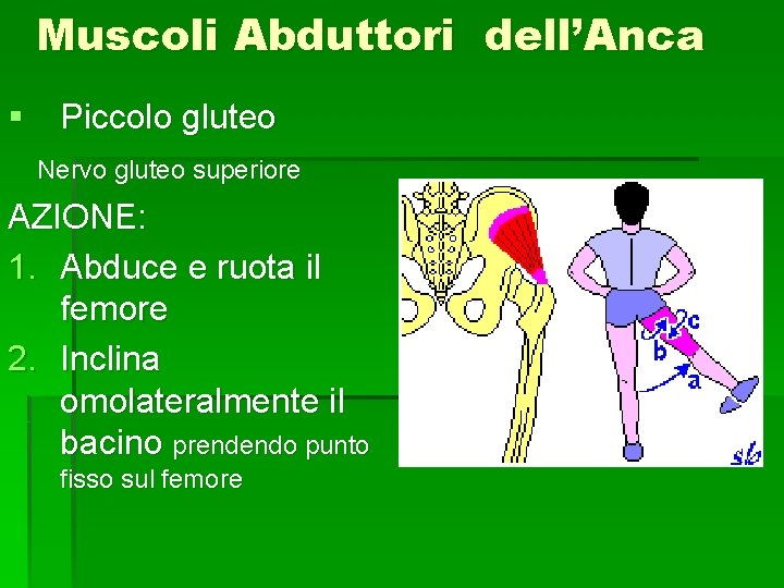 Muscoli Abduttori dell’Anca § Piccolo gluteo Nervo gluteo superiore AZIONE: 1. Abduce e ruota