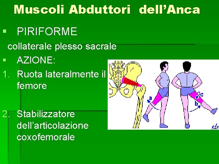 Muscoli Abduttori dell’Anca § PIRIFORME collaterale plesso sacrale § AZIONE: 1. Ruota lateralmente il