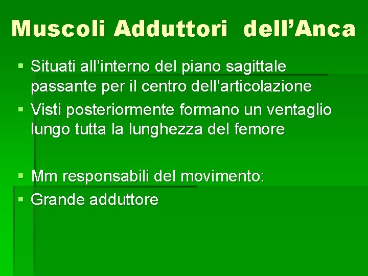 Muscoli Adduttori dell’Anca § Situati all’interno del piano sagittale passante per il centro dell’articolazione