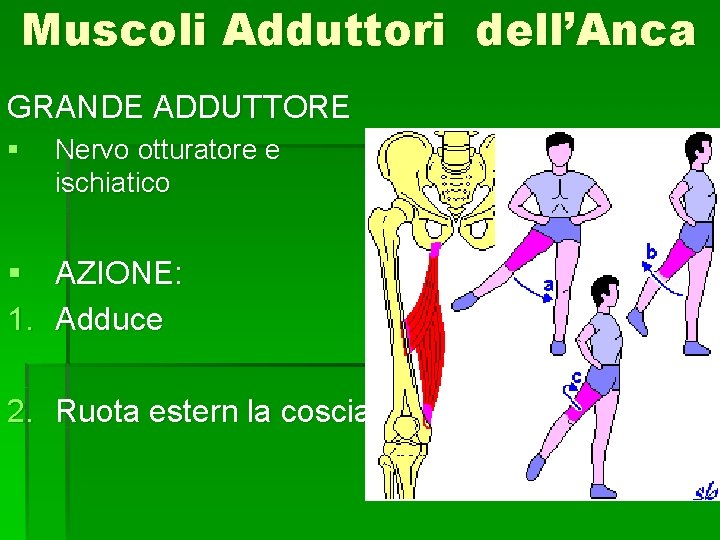 Muscoli Adduttori dell’Anca GRANDE ADDUTTORE § Nervo otturatore e ischiatico § AZIONE: 1. Adduce