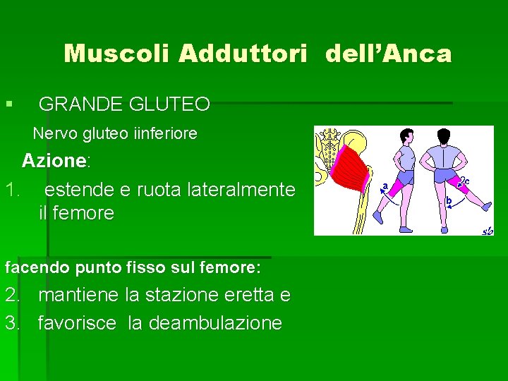 Muscoli Adduttori dell’Anca § GRANDE GLUTEO Nervo gluteo iinferiore Azione: 1. estende e ruota