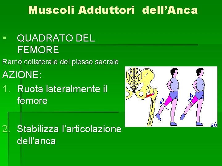 Muscoli Adduttori dell’Anca § QUADRATO DEL FEMORE Ramo collaterale del plesso sacrale AZIONE: 1.