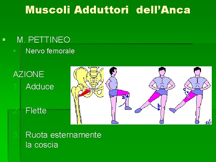 Muscoli Adduttori dell’Anca § M. PETTINEO § Nervo femorale AZIONE 1. Adduce 2. Flette