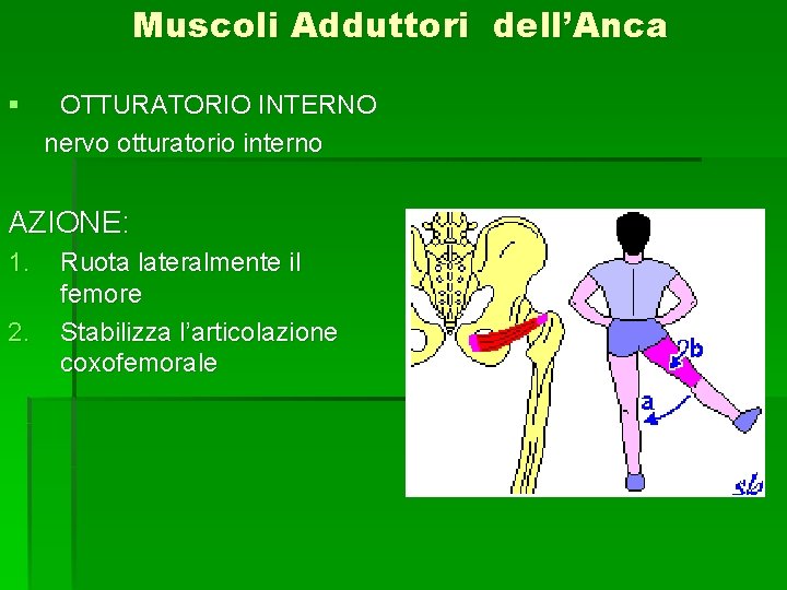 Muscoli Adduttori dell’Anca § OTTURATORIO INTERNO nervo otturatorio interno AZIONE: 1. 2. Ruota lateralmente