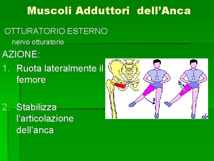 Muscoli Adduttori dell’Anca OTTURATORIO ESTERNO nervo otturatorio AZIONE: 1. Ruota lateralmente il femore 2.