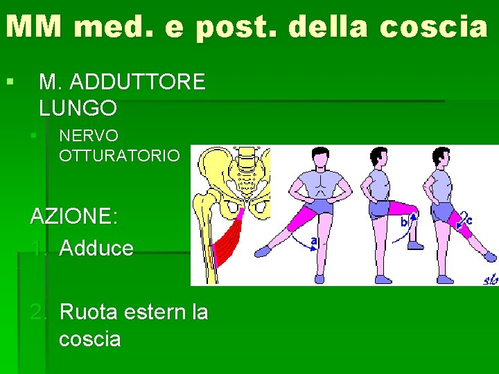 MM med. e post. della coscia § M. ADDUTTORE LUNGO § NERVO OTTURATORIO AZIONE: