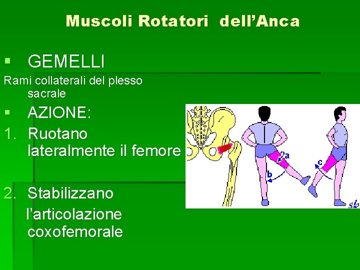 Muscoli Rotatori dell’Anca § GEMELLI Rami collaterali del plesso sacrale § AZIONE: 1. Ruotano