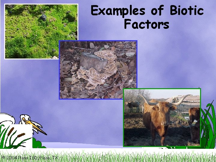 Examples of Biotic Factors © 2004 Plano ISD, Plano, TX 