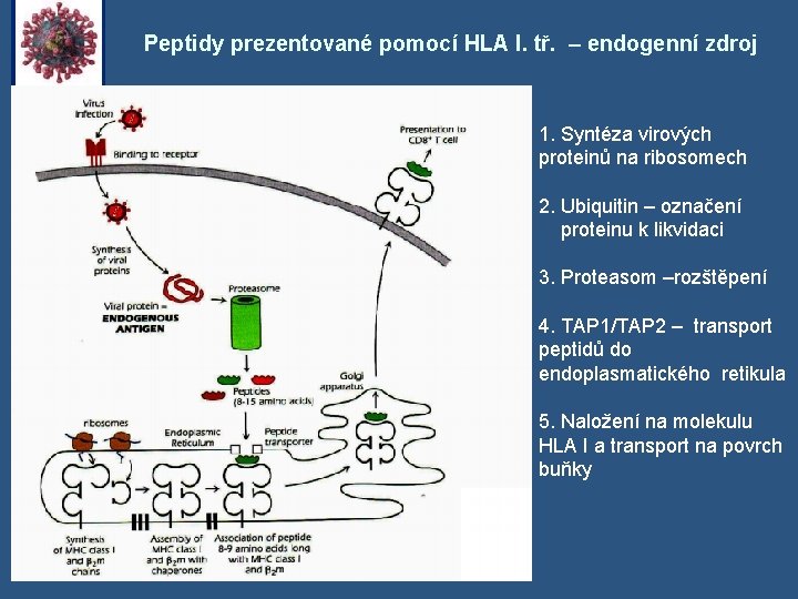 Peptidy prezentované pomocí HLA I. tř. – endogenní zdroj 1. Syntéza virových proteinů na