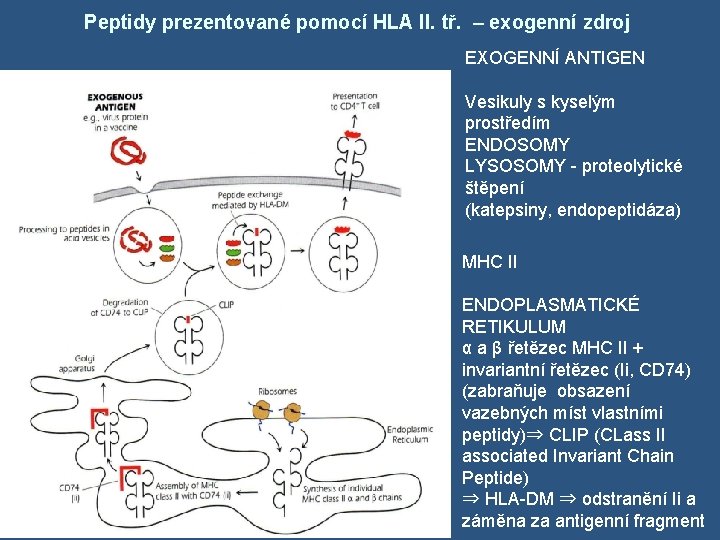 Peptidy prezentované pomocí HLA II. tř. – exogenní zdroj EXOGENNÍ ANTIGEN Vesikuly s kyselým